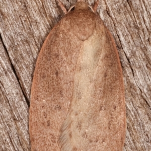 Garrha (genus) at Melba, ACT - 7 Apr 2021 10:57 PM