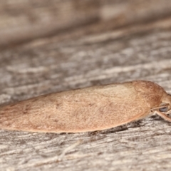 Garrha (genus) at Melba, ACT - 7 Apr 2021 10:57 PM