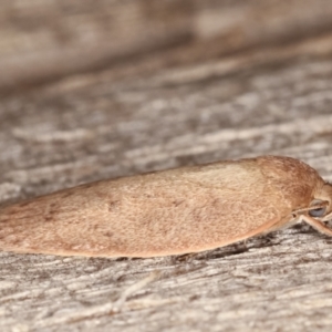 Garrha (genus) at Melba, ACT - 7 Apr 2021 10:57 PM