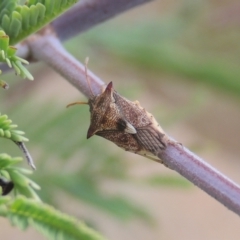 Oechalia schellenbergii (Spined Predatory Shield Bug) at Tuggeranong DC, ACT - 22 Feb 2021 by MichaelBedingfield