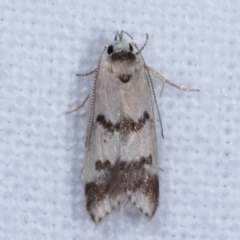 Compsotropha strophiella (A Concealer moth (Wingia group)) at Melba, ACT - 8 Apr 2021 by kasiaaus