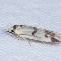 Compsotropha strophiella at Melba, ACT - 8 Apr 2021 11:36 PM