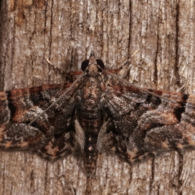 Chloroclystis metallospora (Geometer moth) at Melba, ACT - 8 Apr 2021 by kasiaaus
