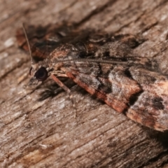 Chloroclystis metallospora at Melba, ACT - 8 Apr 2021 11:46 PM