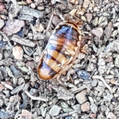 Robshelfordia simplex (Shelford's Western Cockroach) at Crace Grasslands - 13 Apr 2021 by tpreston