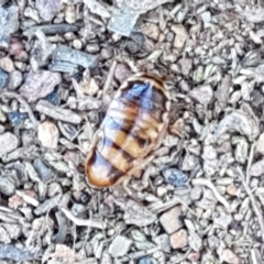 Robshelfordia simplex at Lyneham, ACT - 13 Apr 2021