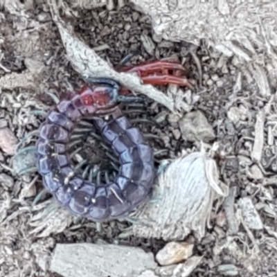 Scolopendra sp. (genus) (Centipede) at Crace Grasslands - 13 Apr 2021 by trevorpreston