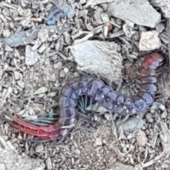 Scolopendra sp. (genus) at Lyneham, ACT - 13 Apr 2021 10:02 AM