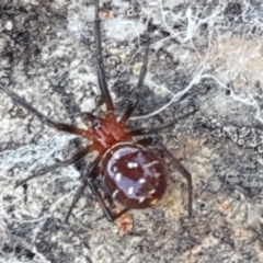 Theridiidae (family) (Comb-footed spider) at Crace Grasslands - 13 Apr 2021 by trevorpreston