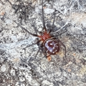 Theridiidae (family) at Lyneham, ACT - 13 Apr 2021