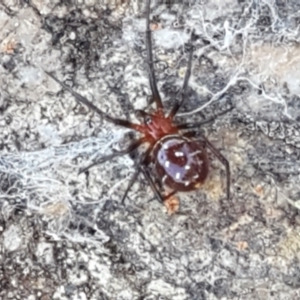 Theridiidae (family) at Lyneham, ACT - 13 Apr 2021 10:03 AM