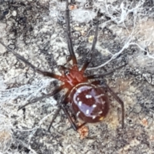 Theridiidae (family) at Lyneham, ACT - 13 Apr 2021 10:03 AM