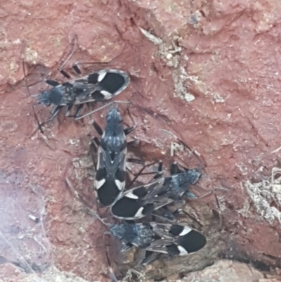 Dieuches sp. (genus) (Black and White Seed Bug) at Lyneham, ACT - 13 Apr 2021 by trevorpreston