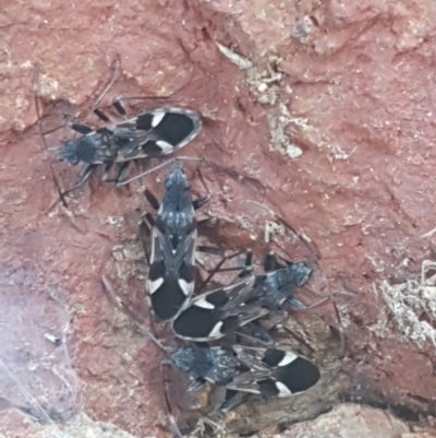 Dieuches maculicollis (Black-and-white seed bug) at Crace Grasslands - 13 Apr 2021 by tpreston