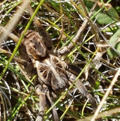 Tasmanicosa godeffroyi (Garden Wolf Spider) at Crace Grasslands - 13 Apr 2021 by tpreston