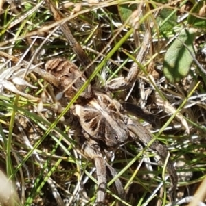 Tasmanicosa godeffroyi at Lyneham, ACT - 13 Apr 2021 10:13 AM