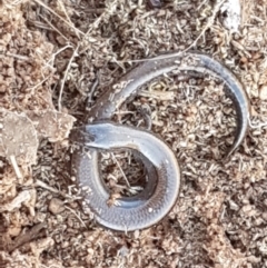 Hemiergis talbingoensis (Three-toed Skink) at Lyneham, ACT - 13 Apr 2021 by trevorpreston