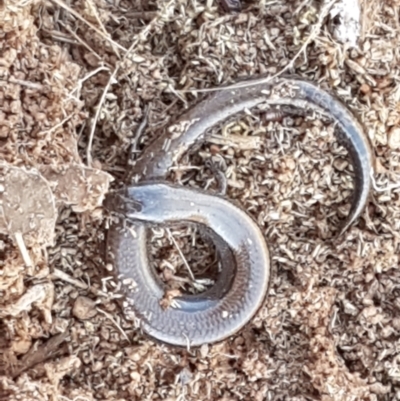 Hemiergis talbingoensis (Three-toed Skink) at Lyneham, ACT - 13 Apr 2021 by trevorpreston