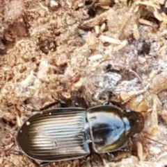 Harpalini sp. (tribe) (Harpaline carab beetle) at Crace Grasslands - 13 Apr 2021 by tpreston