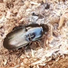 Harpalini sp. (tribe) at Lyneham, ACT - 13 Apr 2021