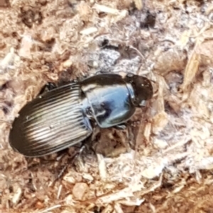 Harpalini sp. (tribe) at Lyneham, ACT - 13 Apr 2021