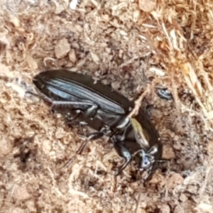 Harpalini sp. (tribe) at Lyneham, ACT - 13 Apr 2021 10:33 AM