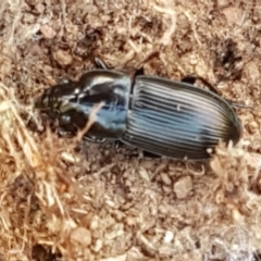 Harpalini sp. (tribe) at Lyneham, ACT - 13 Apr 2021