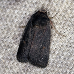 Proteuxoa (genus) (A Noctuid moth) at O'Connor, ACT - 5 Apr 2021 by ibaird