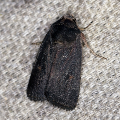 Proteuxoa (genus) (A Noctuid moth) at O'Connor, ACT - 5 Apr 2021 by ibaird