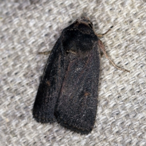Proteuxoa (genus) at O'Connor, ACT - 5 Apr 2021