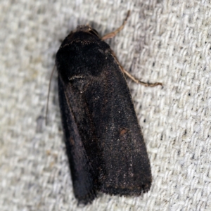 Proteuxoa (genus) at O'Connor, ACT - 5 Apr 2021