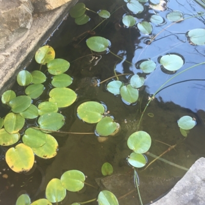 Limnobium sp. (Frogbit) at O'Connor, ACT - 13 Apr 2021 by NedJohnston