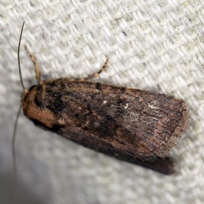 Proteuxoa provisional species 3 at O'Connor, ACT - 5 Apr 2021 by ibaird