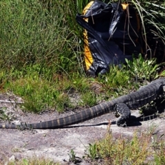 Varanus rosenbergi (Heath or Rosenberg's Monitor) at QPRC LGA - 5 Mar 2021 by rupert.b