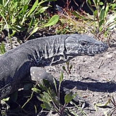 Varanus rosenbergi at Wog Wog, NSW - 5 Mar 2021