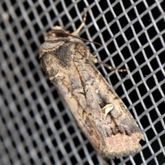 Proteuxoa microspila (Little Noctuid) at O'Connor, ACT - 5 Apr 2021 by ibaird