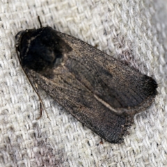 Proteuxoa unidentified species (MoV sp.21) at O'Connor, ACT - 5 Apr 2021 by ibaird