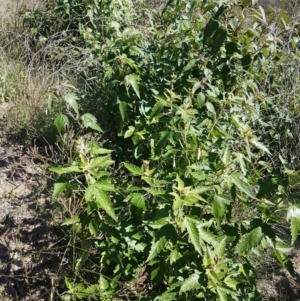 Adriana tomentosa var. tomentosa at Stromlo, ACT - 13 Apr 2021