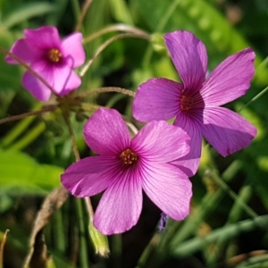 Oxalis articulata at Stromlo, ACT - 13 Apr 2021