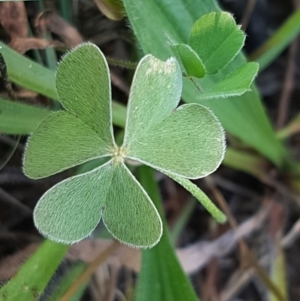 Oxalis articulata at Stromlo, ACT - 13 Apr 2021