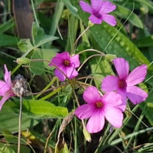 Oxalis articulata at Stromlo, ACT - 13 Apr 2021