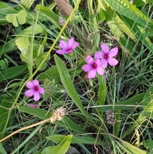 Oxalis articulata at Stromlo, ACT - 13 Apr 2021