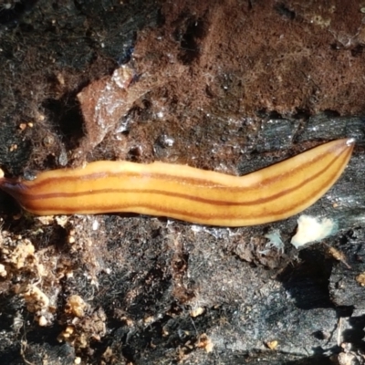 Anzoplana trilineata (A Flatworm) at Stromlo, ACT - 13 Apr 2021 by tpreston