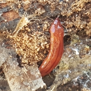 Anzoplana trilineata at Stromlo, ACT - 13 Apr 2021 02:23 PM