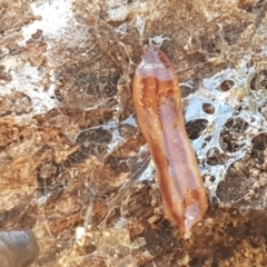 Anzoplana trilineata at Stromlo, ACT - 13 Apr 2021 02:23 PM