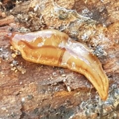 Anzoplana trilineata at Stromlo, ACT - 13 Apr 2021