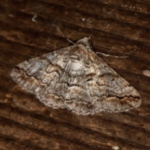 Gastrinodes bitaeniaria at Melba, ACT - 25 Mar 2021