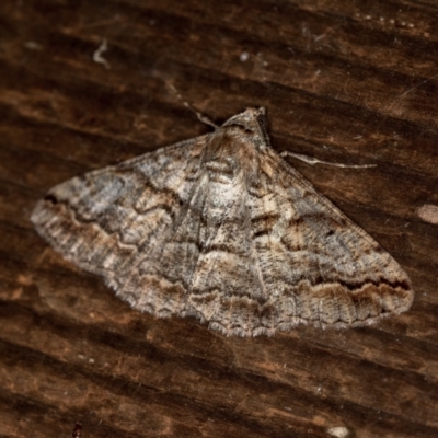 Gastrinodes bitaeniaria (Buff Bark Moth) at Melba, ACT - 25 Mar 2021 by Bron