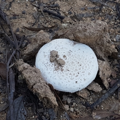 Amanita sp. (Amanita sp.) at Stromlo, ACT - 13 Apr 2021 by tpreston