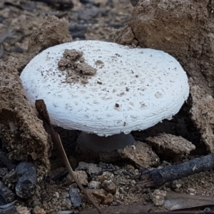 Amanita sp. at Stromlo, ACT - 13 Apr 2021